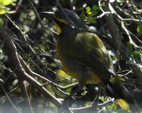 Bokmakierie (Telophorus zeylonus), photo 9