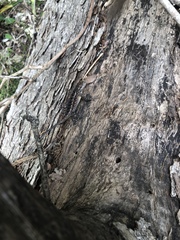 Sceloporus consobrinus