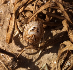 Odontotarsus