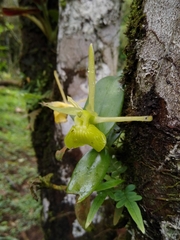 Epidendrum platychilum