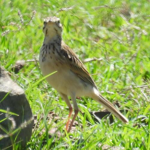 African Pipit (Anthus cinnamomeus), photo 8