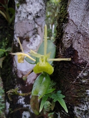 Epidendrum platychilum