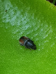 Urodontinae