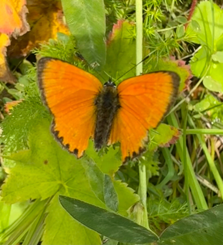 Lycaena virgaureae virgaureae