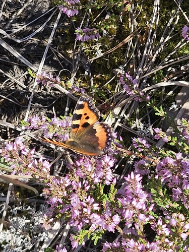 Small Tortoiseshell