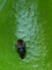 Urodontinae