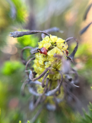 Erica sessiliflora, photograph 5