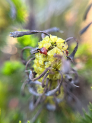 Erica sessiliflora, photograph (c) André Deschodt, some rights reserved (CC BY)