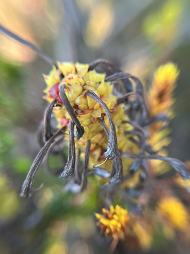 Erica sessiliflora, photograph 6