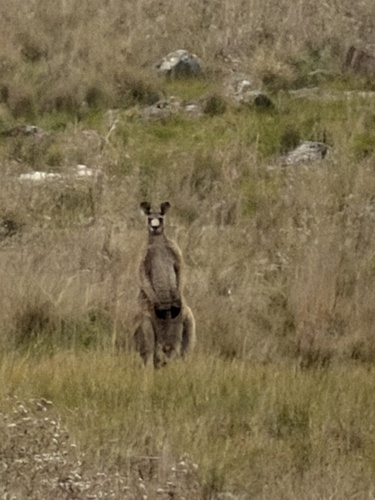 Eastern Grey Kangaroo