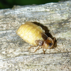 Lamprohiza mulsantii