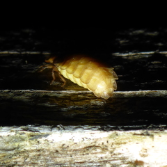 Lamprohiza mulsantii