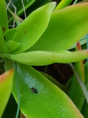 Urodontinae
