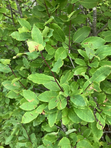 Catberry (Ilex mucronata)