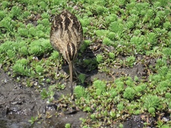 Gallinago nobilis