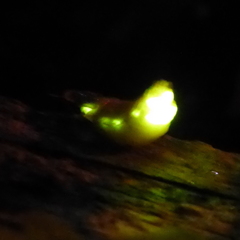 Lamprohiza mulsantii