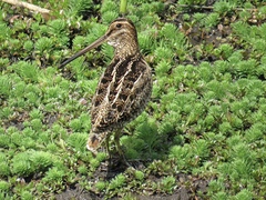 Gallinago nobilis