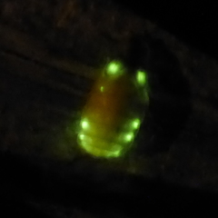 Lamprohiza mulsantii