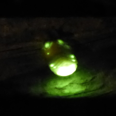 Lamprohiza mulsantii