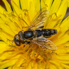 Anasimyia bilinearis