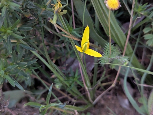 Pauridia serrata