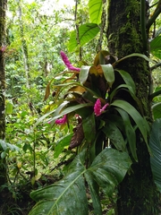 Guzmania remyi