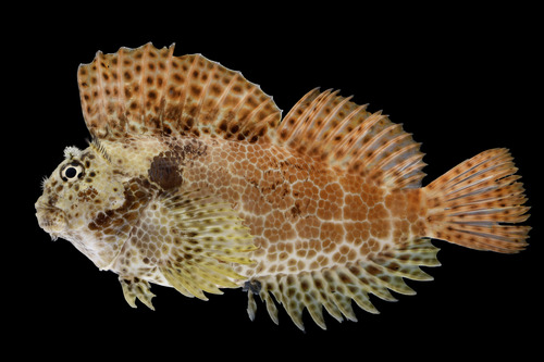 Leopard blenny (Exallias brevis) — Blenniidae — 2
