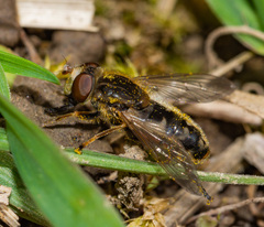 Anasimyia bilinearis