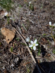 Claytonia lanceolata