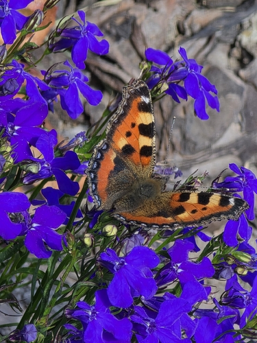 Small Tortoiseshell