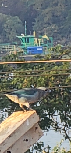 Sayaca Tanager