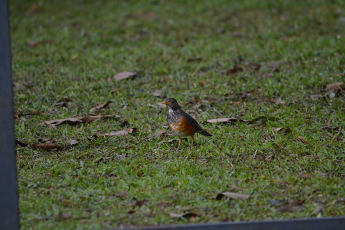 Black-breasted Thrush