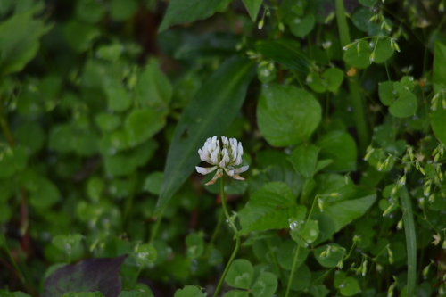 white clover