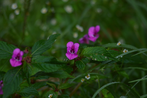Impatiens santisukii
