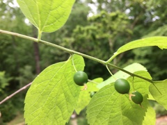 Celtis smallii