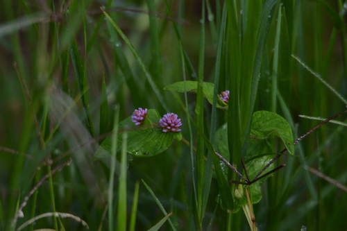 Nepal Persicaria