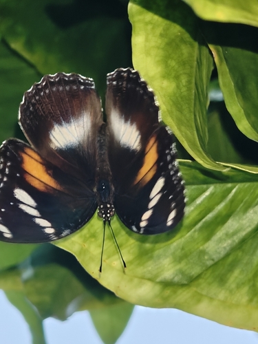 Great Eggfly