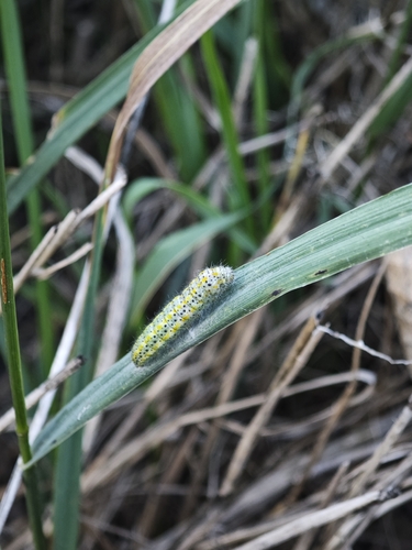 Eastern Bath White