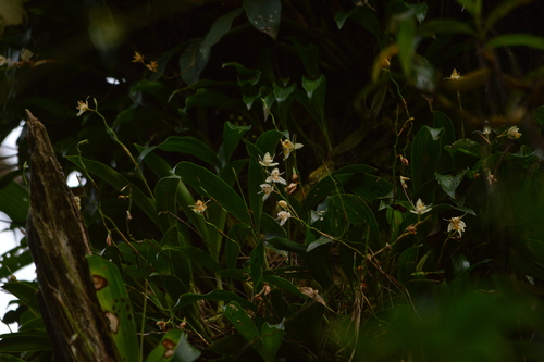 Coelogyne schultesii