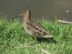 Gallinago nobilis