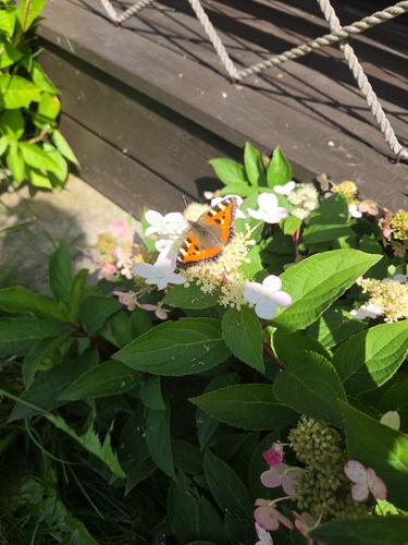 Small Tortoiseshell