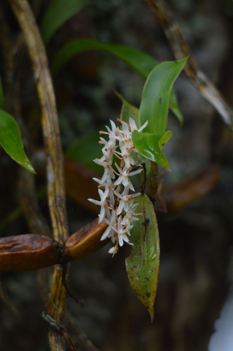 Coelogyne porrecta