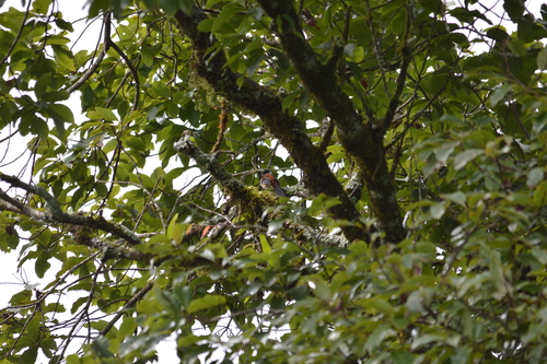 Rufous-backed Sibia