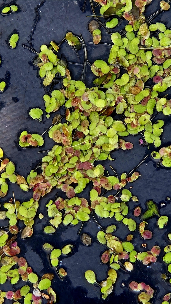 Lemna × japonica; photograph Анна Митрошенкова, CC BY, iNaturalist via GBIF
