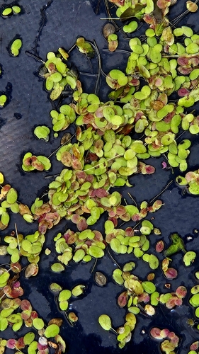 Lemna japonica