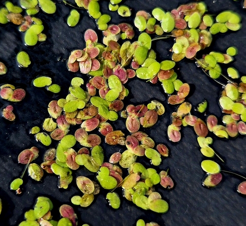 Lemna × japonica, photograph 1
