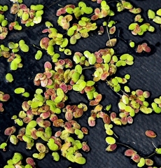 Анна Митрошенкова, CC BY, iNaturalist via GBIF Lemna × japonica, photograph Анна Митрошенкова, CC BY, iNaturalist via GBIF