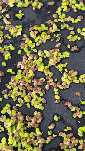 Lemna × japonica, photograph 3