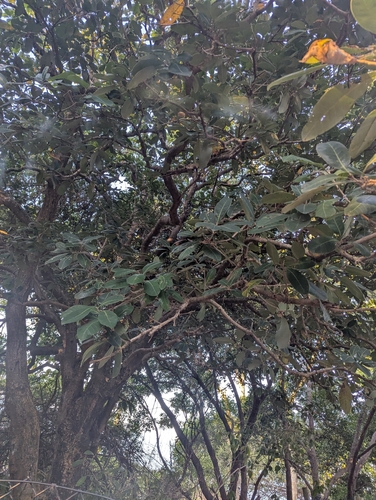 Semecarpus australiensis observed 2026-08-09