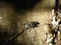 Apterodorcus bacchus